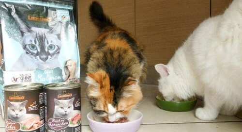 Leonardo umido e croccantini gatti recensione opinione