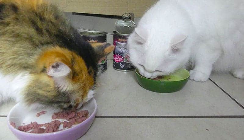 leonardo umido gatti