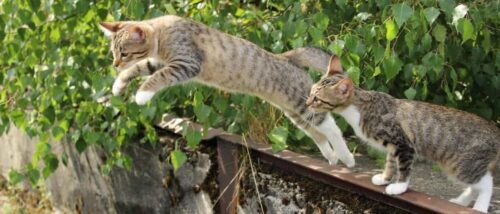 Storia e origini del gatto