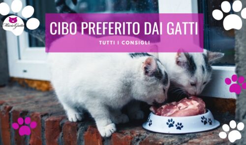 cibo preferito dei gatti