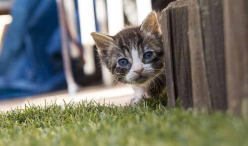 crescita del gatto fasi di sviluppo