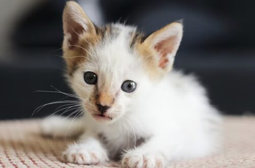 gatto vomita verde giallo