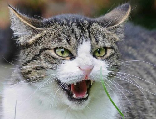 Gatto che soffia perché e cosa fare