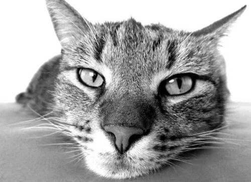 Gatto triste o depresso sintomi e cosa fare