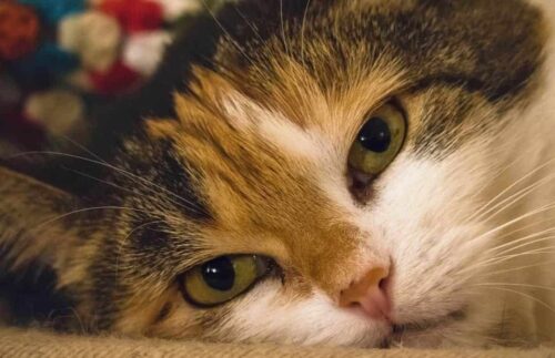 Sintomi avvelenamento gatto e cosa fare