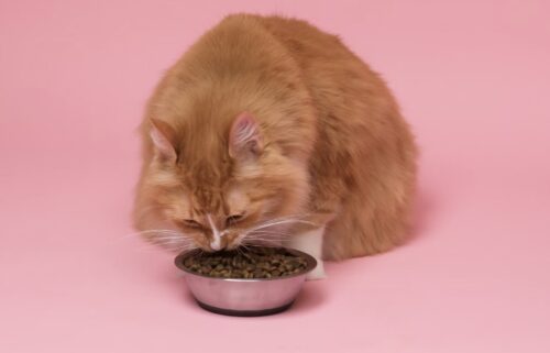 intolleranze alimentari gatto