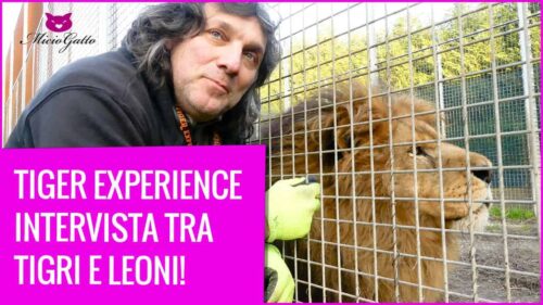 tiger experience intervista gianni mattiolo con occhi di tigre recensione libro