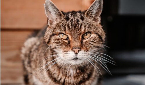 alimentazione del gatto anziano