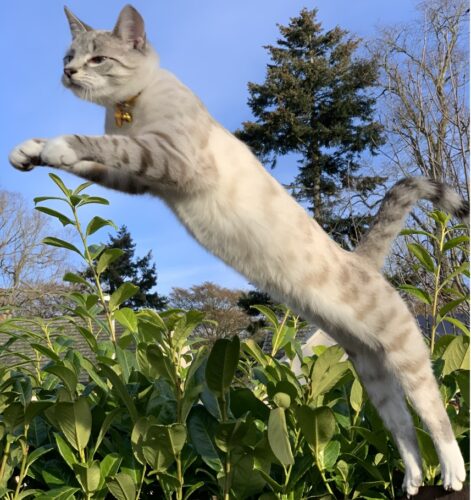 anatomia muscoli gatto