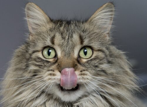 apparato digerente gatto