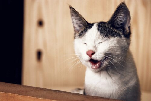 apparato respiratorio gatto