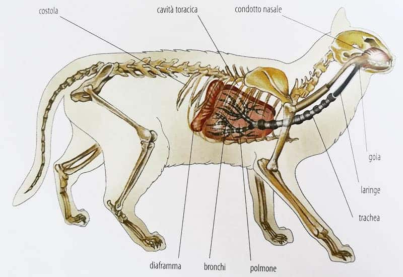apparato respiratorio gatto polmoni naso malattie