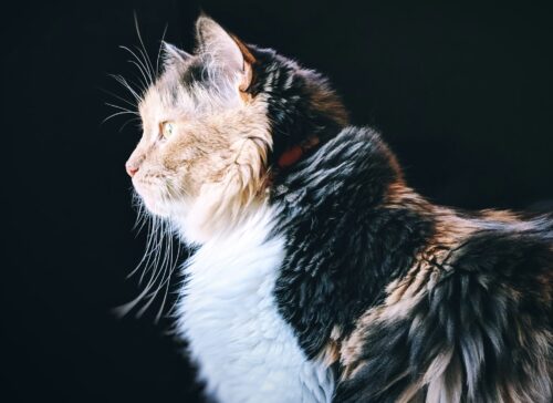 cute pelle del gatto cure