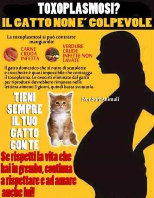 gatto gravidanza umana malattie