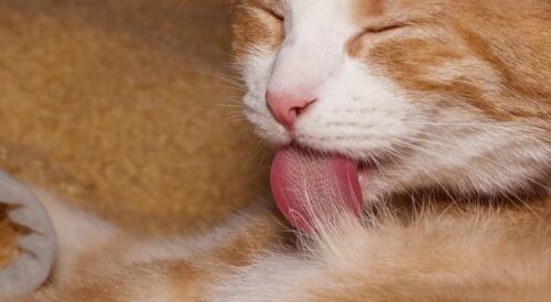 lingua di gatto ruvida rasposa