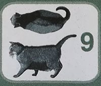 Peso del gatto ideale