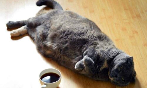 peso gatto ideale forma