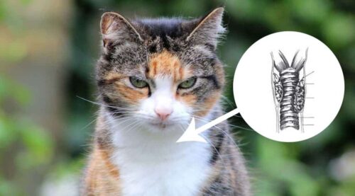 tiroide nel gatto sintomi anatomia problemi