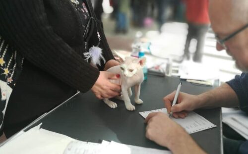 Mostra felina come funziona e come partecipare