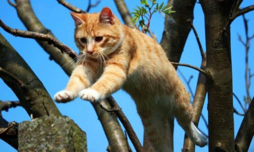 Salti, rotolamenti, arrampicate come fa palestra il gatto