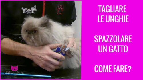 come tagliare le unghie al gatto spazzolare un persiano tutoral toelettatura gatto