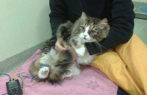 Fisioterapia veterinaria per cani e gatti, come funziona