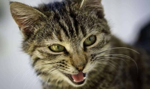 Gatto con respiro affannoso perché il gatto respira male