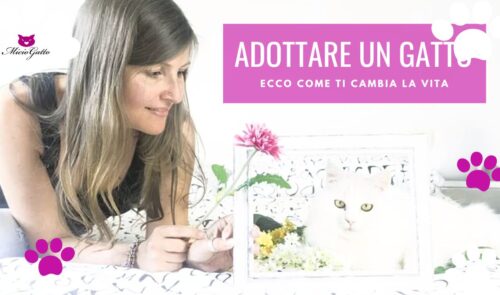 adottare un gatto ti cambia la vita