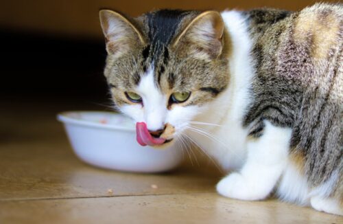 dieta gatto castrato