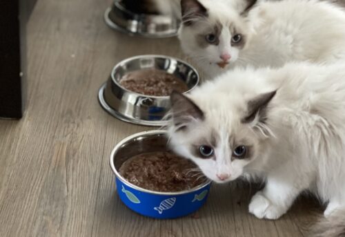 dieta gatto veterinario