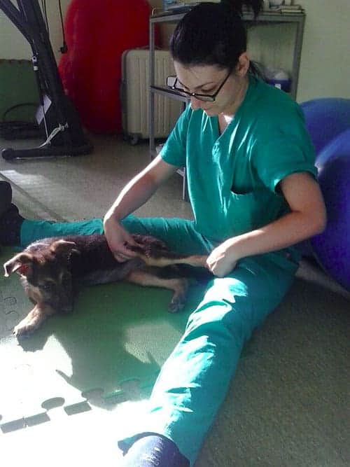 fisioterapista per animali