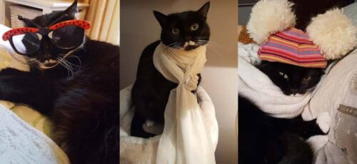 isotta catfluencer blog stioloso fashion intervista