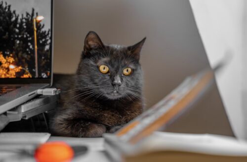 leggere le etichette del cibo per gatti