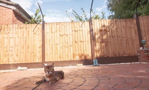 Giardino in sicurezza per gatti come fare