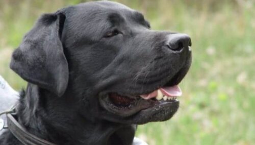 Labrador retriever carattere temperamento convivenza con gatti