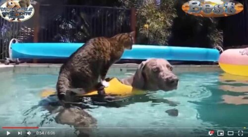 Video buongiorno con gatti per partire alla grande