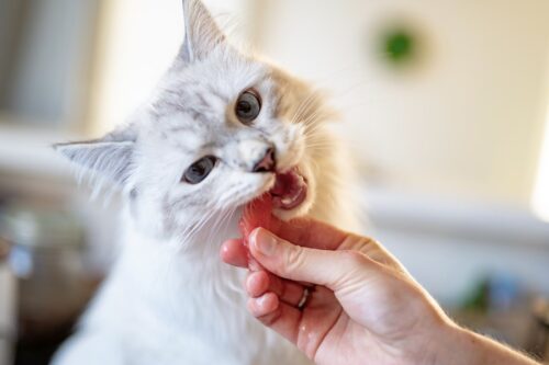 alimentazione casalinga gatto