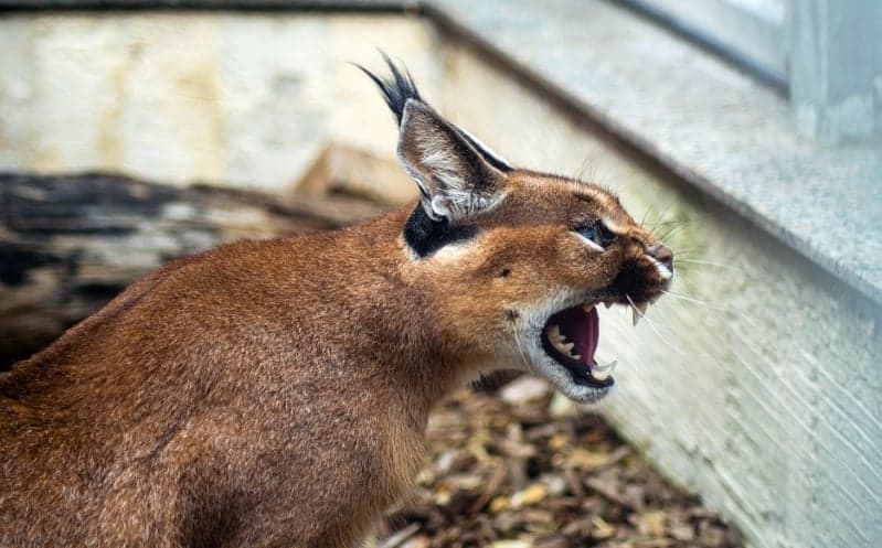 Caracal
