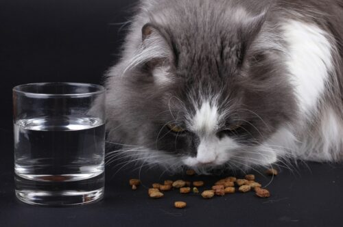 cibi per gatti fatti in casa