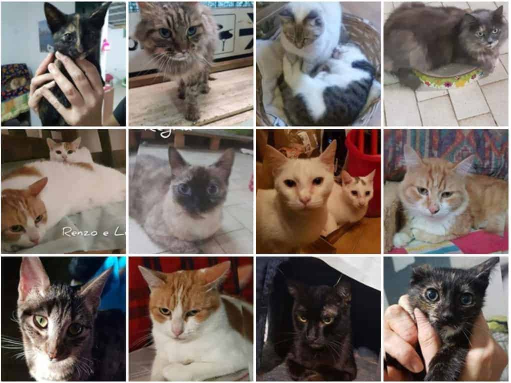 gatti napoli ischia teresa