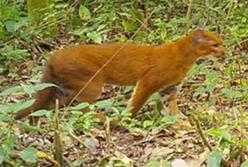 gatto dorato asiatico foto