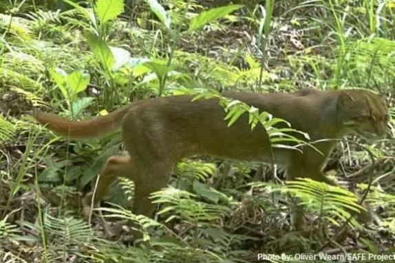 gatto dorato del borneo