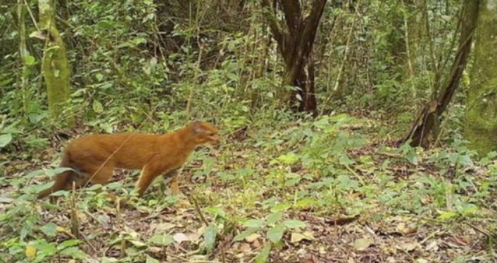 gatto dorato africano