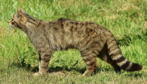 gatto selvatico felis silvestris