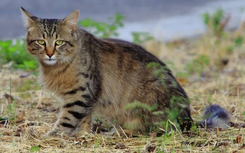 gatto selvatico siciliano gatto selvatico dell'etna