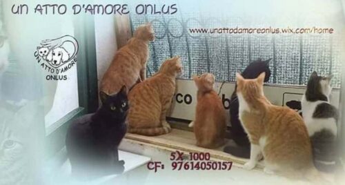 i gatti di teresa gattile ischia