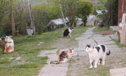 siena oasi felina cassiopei