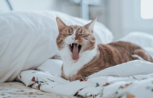 dormire con il gatto