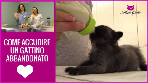 gatti abbandonati gattini appena nati abbandonati orfani
