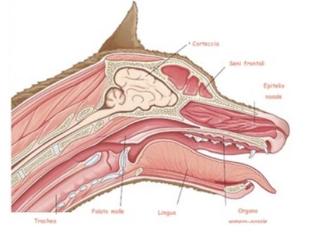organo di jacobson cane
